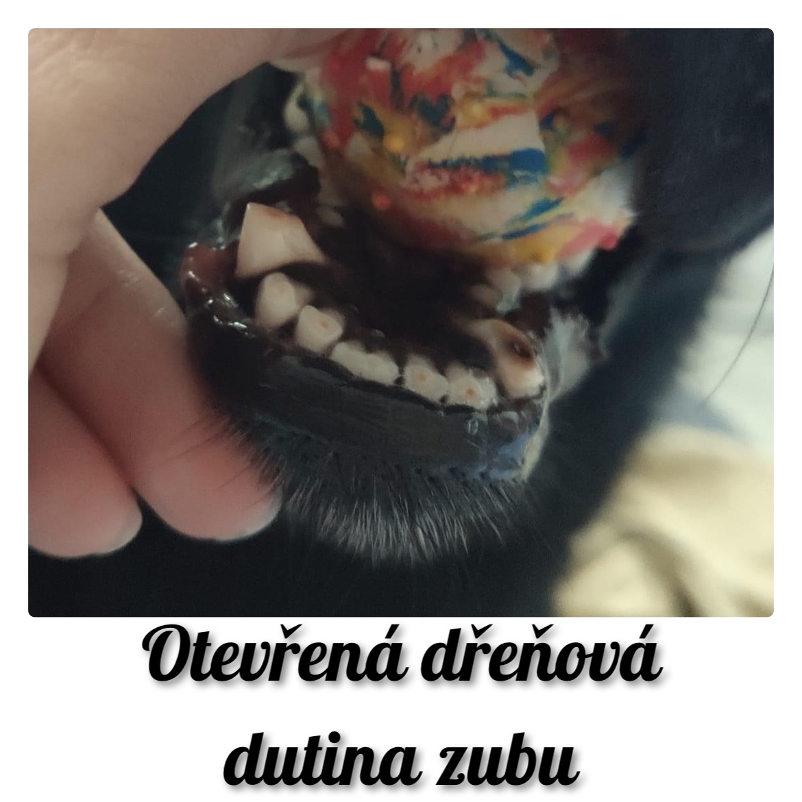 Otevřená dřeňová dutina zubu